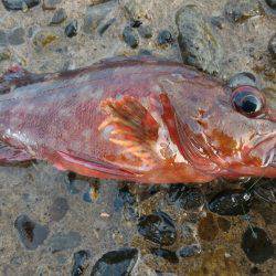 カサゴ新記録＆めばるポンポン